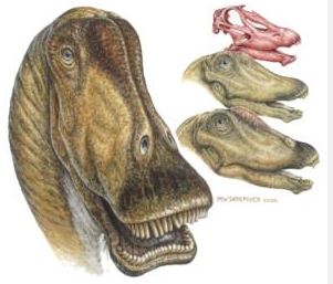 Sauropods such as Diplodocus likely migrated